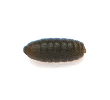 Куколка Akara A0,4 ( 40 шт.) (40 шт.)
