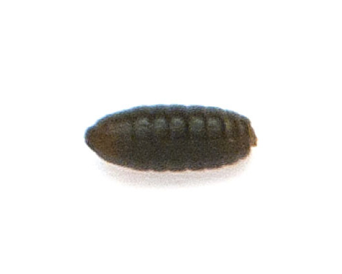 Куколка Akara A0,4 ( 40 шт.) (40 шт.)