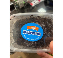 Дендробена maksi 25гр 1уп