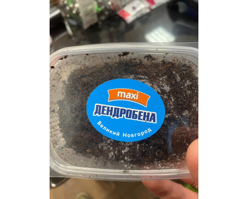 Дендробена maksi 25гр 1уп