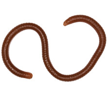 Мягк.приманки LureMax EARTHWORM 1''/8см, LSME35B-018 Worm Brown (1 шт.)